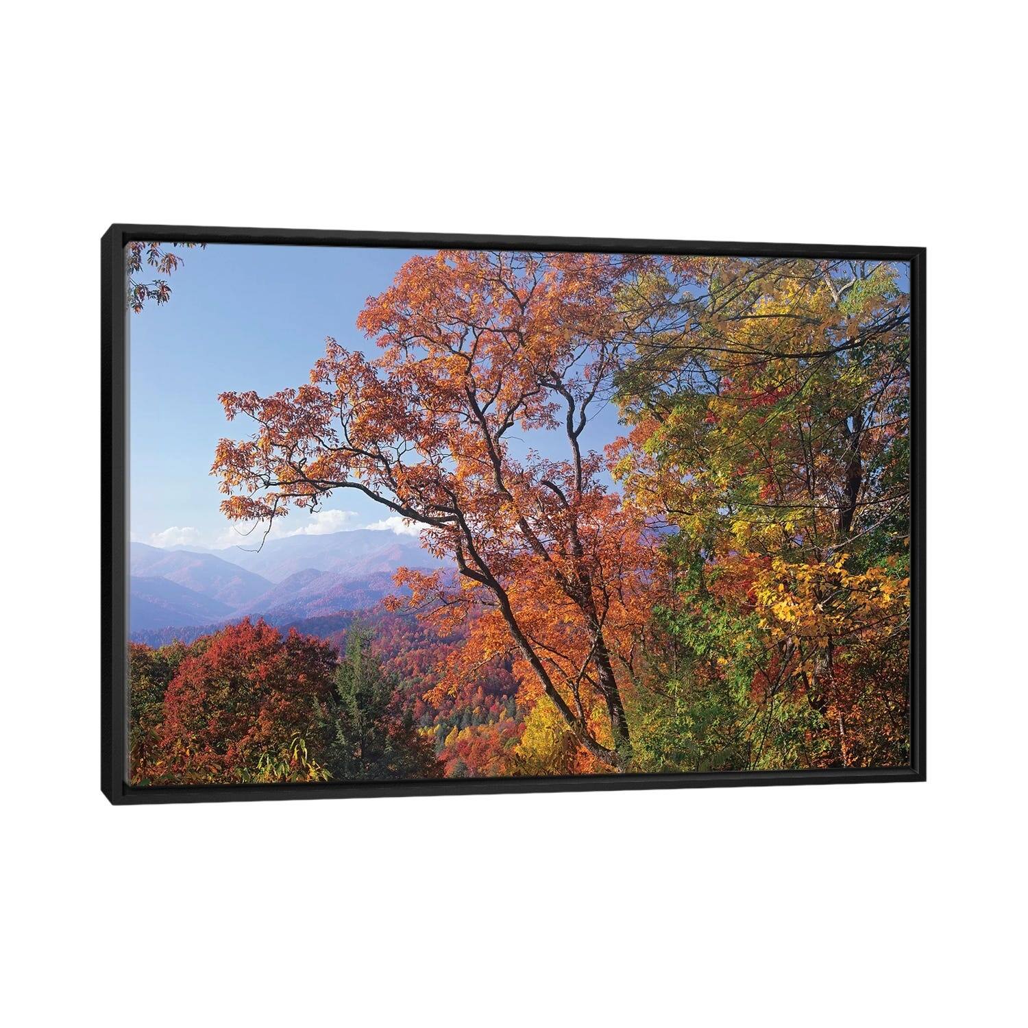 iCanvas "Deciduous Forest In Autumn, Blue Ridge Parkway, Great Smoky